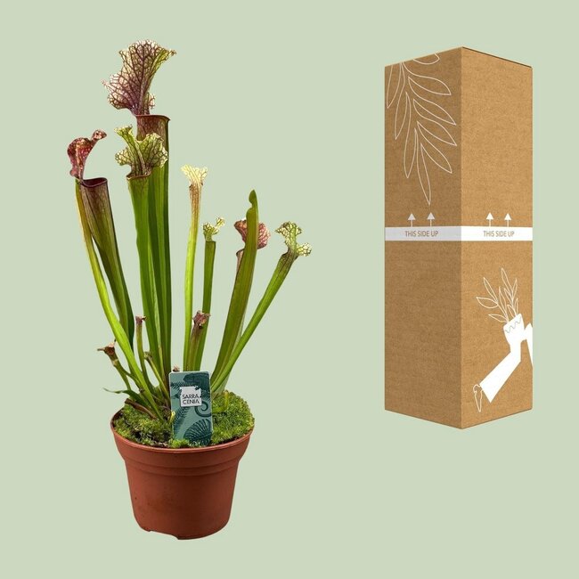 Sarracenia Judith Hindle houseplant 30 cm pot size 12 cm