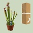 Sarracenia Judith Hindle kamerplant 30 cm potmaat 12 cm