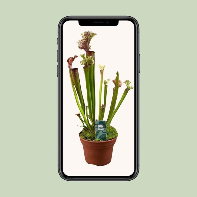 Sarracenia Judith Hindle kamerplant 30 cm potmaat 12 cm