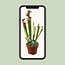 Sarracenia Judith Hindle kamerplant 30 cm potmaat 12 cm