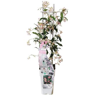 Koning Bamboe Trachelospermum Star of Ibiza Tuscan Jasmine roze tuinplant 65 cm
