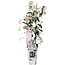 Trachelospermum Star of Ibiza Tuscan Jasmine pink garden plant 65 cm pot size 15 cm