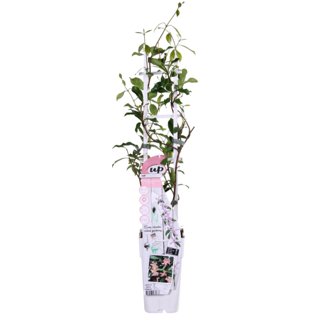 Trachelospermum Star of Ibiza Tuscan Jasmine roze tuinplant 65 cm potmaat 15 cm
