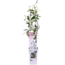 Trachelospermum Star of Ibiza Tuscan Jasmine roze tuinplant 65 cm potmaat 15 cm