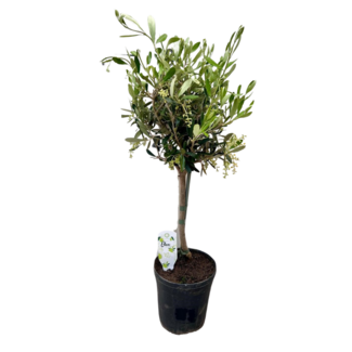 Koning Bamboe Olea kamerplant 60 cm