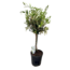 Olea kamerplant 60 cm potmaat 15 cm