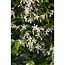 Trachelospermum Star of Ibiza Tuscan Jasmine roze tuinplant 65 cm potmaat 15 cm