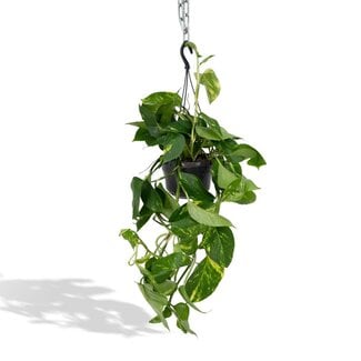 Koning Bamboe Epipremnum Aureum houseplant 25 cm