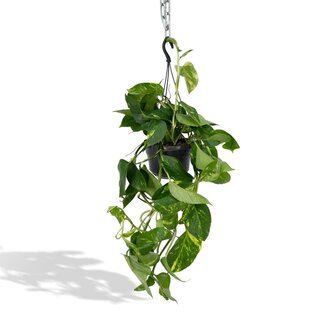 Koning Bamboe Epipremnum Aureum Zimmerpflanze 25 cm