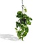 Epipremnum Aureum Zimmerpflanze 25 cm Topfmaß 15 cm