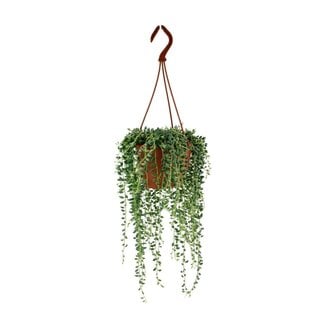 Koning Bamboe Senecio Herreianus houseplant 20 cm