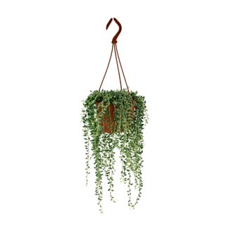 Koning Bamboe Senecio Herreianus kamerplant 20 cm