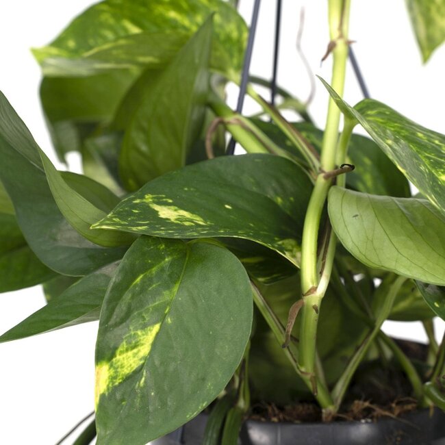 Epipremnum Aureum houseplant 25 cm pot size 15 cm