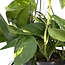 Epipremnum Aureum Zimmerpflanze 25 cm Topfmaß 15 cm