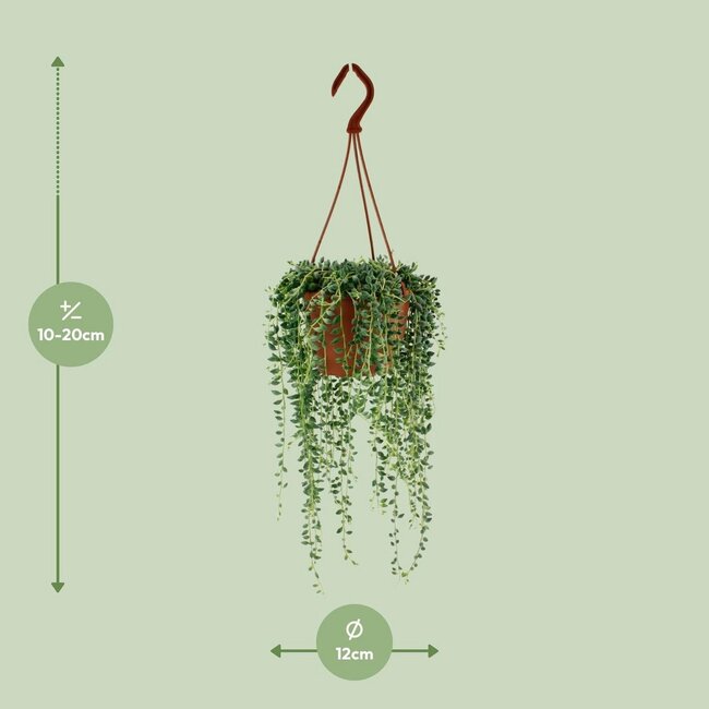 Senecio Herreianus houseplant 20 cm pot size 12 cm