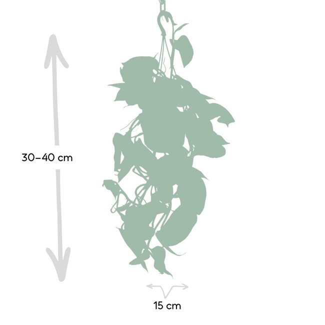 Epipremnum Aureum kamerplant 25 cm potmaat 15 cm