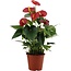 Anthurium Success rood in transparante hoes kamerplant 43 cm potmaat 14 cm