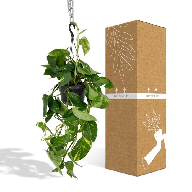 Epipremnum Aureum kamerplant 25 cm potmaat 15 cm