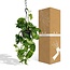 Epipremnum Aureum kamerplant 25 cm potmaat 15 cm