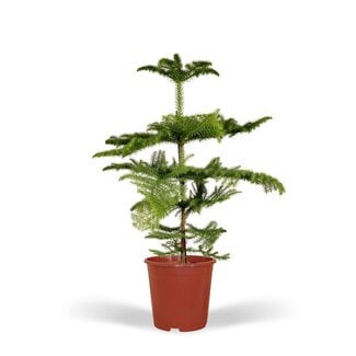 Koning Bamboe Araucaria Heterophylla houseplant 70 cm
