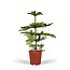 Araucaria Heterophylla houseplant 70 cm pot size 21 cm