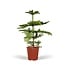 Araucaria Heterophylla kamerplant 70 cm potmaat 21 cm