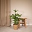 Araucaria Heterophylla kamerplant 70 cm potmaat 21 cm