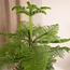 Araucaria Heterophylla houseplant 70 cm pot size 21 cm