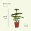 Araucaria Heterophylla kamerplant 70 cm potmaat 21 cm