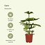 Araucaria Heterophylla houseplant 70 cm pot size 21 cm