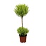 Cupressus Goldcrest Wilma kamerplant 60 cm potmaat 14 cm
