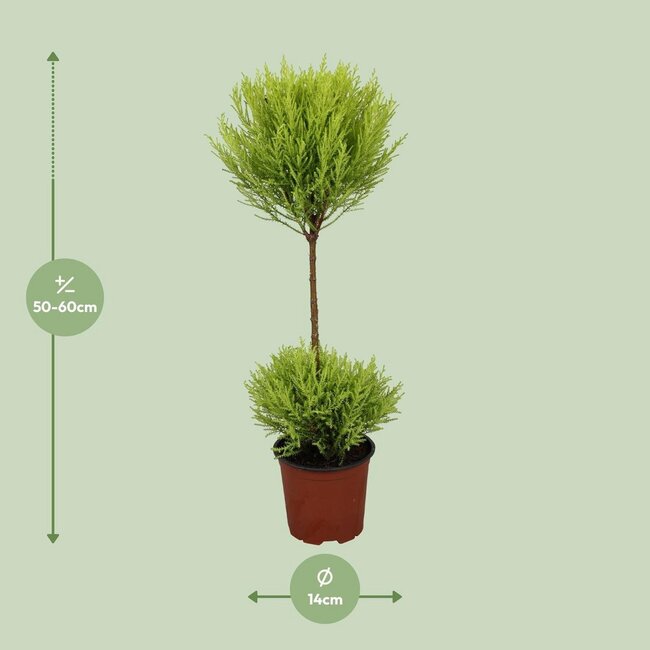 Cupressus Goldcrest Wilma kamerplant 60 cm potmaat 14 cm