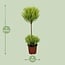 Cupressus Goldcrest Wilma houseplant 60 cm pot size 14 cm