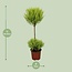 Cupressus Goldcrest Wilma kamerplant 60 cm potmaat 14 cm