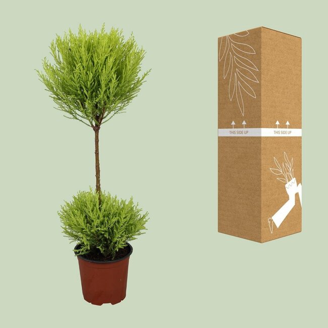 Cupressus Goldcrest Wilma houseplant 60 cm pot size 14 cm