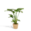 Strelitzia Nicolai kamerplant 90 cm potmaat 19 cm