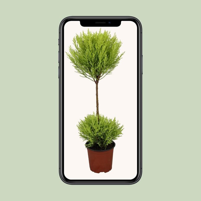 Cupressus Goldcrest Wilma kamerplant 60 cm potmaat 14 cm