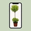 Cupressus Goldcrest Wilma Zimmerpflanze 60 cm Topfmaß 14 cm