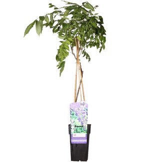 Koning Bamboe Wisteria sinensis Prolific blau rain Gartenpflanze 65 cm