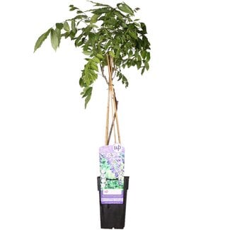 Koning Bamboe Wisteria sinensis Prolific blue rain garden plant 65 cm