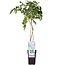 Wisteria sinensis Prolific blauw rain tuinplant 65 cm potmaat 15 cm
