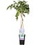 Wisteria sinensis Prolific blau rain Gartenpflanze 65 cm Topfmaß 15 cm