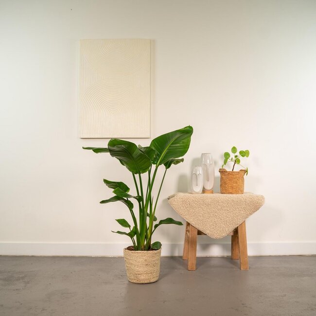 Strelitzia Nicolai Zimmerpflanze 90 cm Topfmaß 19 cm