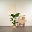 Strelitzia Nicolai houseplant 90 cm pot size 19 cm
