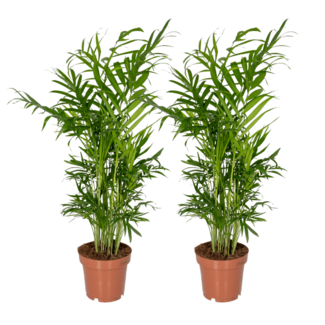 Koning Bamboe Chamaedorea Elegans (Dwergbergpalm) plantenset 2 stuks 40 cm