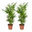 Chamaedorea Elegans (Dwergbergpalm) plantenset 2 stuks 40 cm potmaat 12 cm
