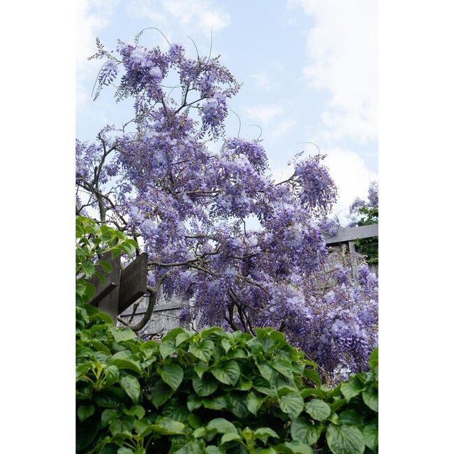 Wisteria sinensis Prolific blauw rain tuinplant 65 cm potmaat 15 cm