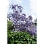 Wisteria sinensis Prolific blau rain Gartenpflanze 65 cm Topfmaß 15 cm