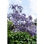 Wisteria sinensis Prolific blauw rain tuinplant 65 cm potmaat 15 cm