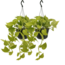 Epipremnum Golden Pothos (Scindapsus) plantenset 2 stuks 25 cm potmaat 15 cm